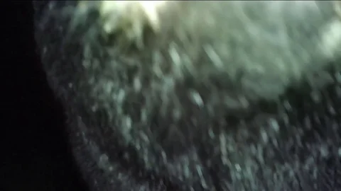 Bear Attack Stock Footage 79450572