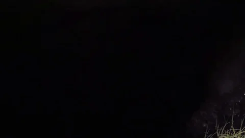 Bear Attack Stock Footage 79865192