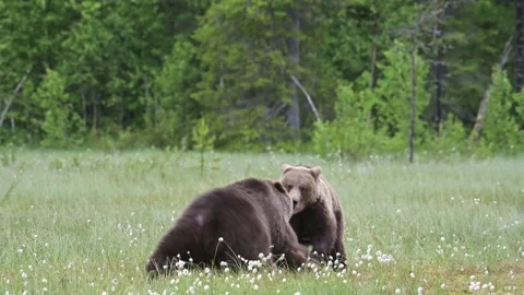 Bear attack Stock Footage 244529354