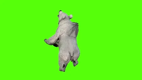 Bear Attack Green Screen Animation 4K Rendering Stock Footage 295557523