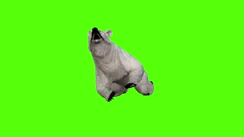 Bear Attack Green Screen Animation 4K Rendering Stock Footage 295557535