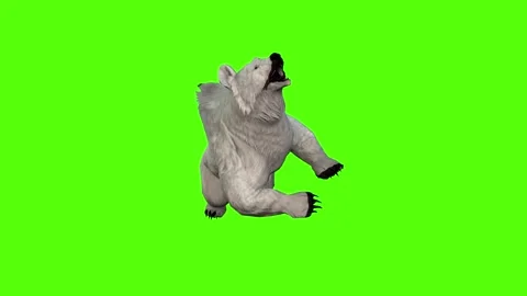 Bear Attack Green Screen Animation 4K Rendering Stock Footage 295557550