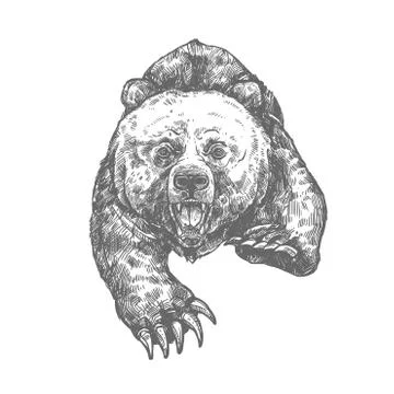 Bear attack isolated sketch of aggressive animal Stock Illustration