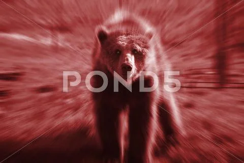 Bear attack Stock Photos