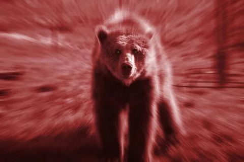 Bear attack Stock Photos