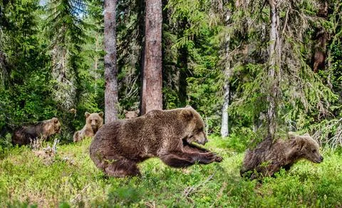 The bear attacks someone else's bear cub. A female brown bear tries to kill a Stock Photos