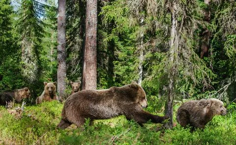 The bear attacks someone else's bear cub. A female brown bear tries to kill a Stock Photos