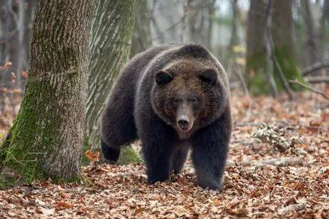 Bear in autumn forest Stock-Fotos