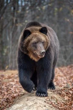 Bear in autumn forest Stock Photos