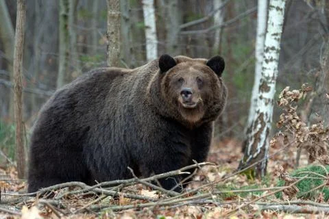 Bear in autumn forest Foto stock