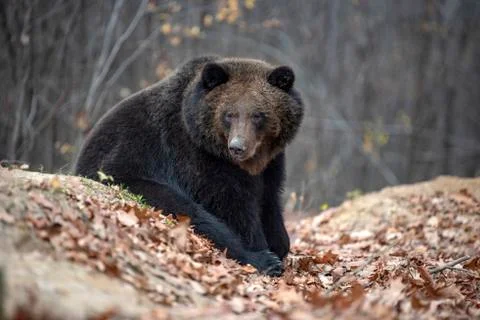Bear in autumn forest Stock Photos