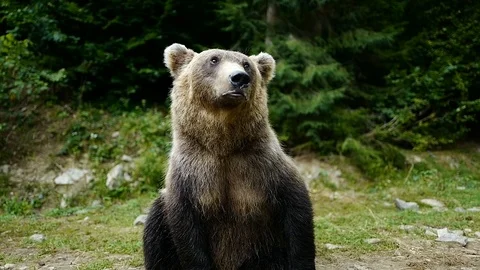 Bear on the background of the forest in the wild. Stock Footage 120063791