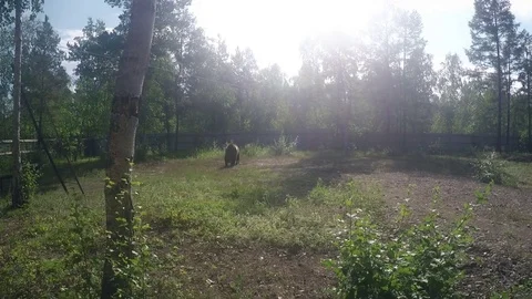 Bear Baiting with Dogs Vídeos de archivo 81154018