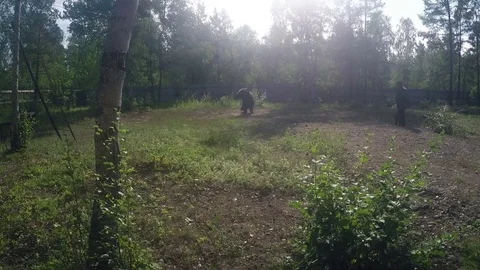 Bear Baiting with Dogs on Sunny Day - 21/08/17 - Yakutsk Stock Footage 81154792