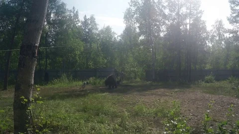 Bear Baiting with Dogs on Sunny Day - 21/08/17 - Yakutsk Stock Footage 81180616