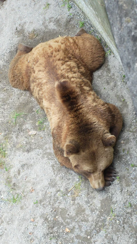 Bear in Bärengraben (Bear Pit). Bern, Switzerland. Vertical shot. Stockbeeldmateriaal 274932156