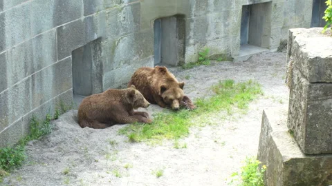 Bear in Bärengraben (Bear Pit). Bern, Switzerland Stock-Footage 274932161