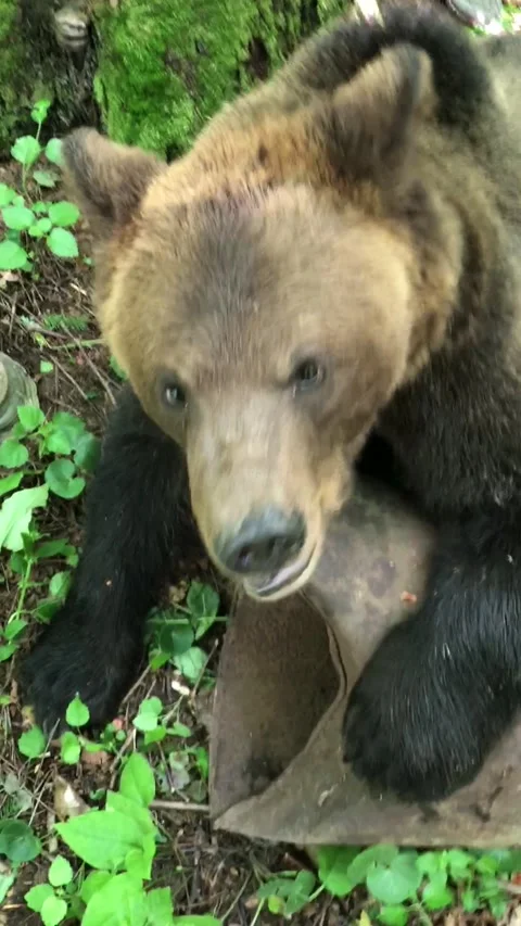 Bear with barrel Video stock 144214830