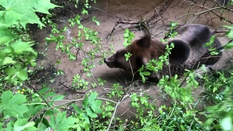 Bear bathes in a swamp Video stock 144214529