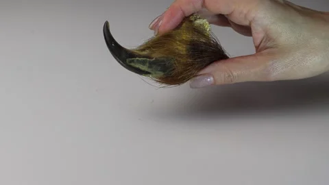 Bear. Bear claw. Stock Footage 197048074