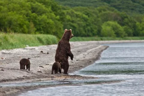 Bear with bear cubs Stock Photos