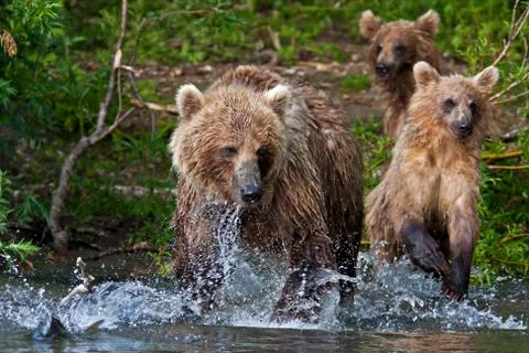 Bear with bear cubs Stock Photos