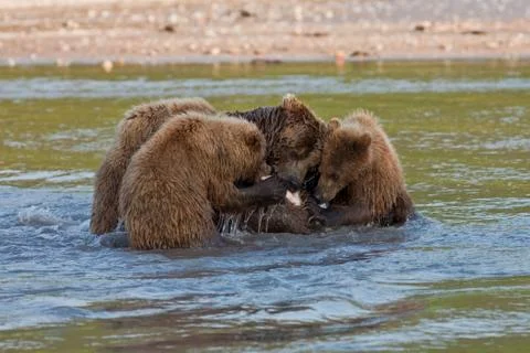 Bear with bear cubs Foto stock