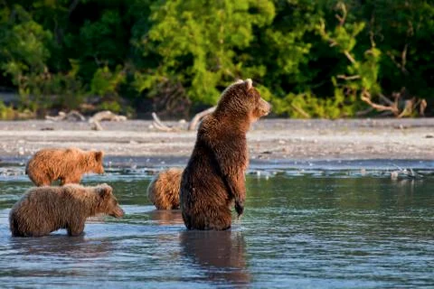 Bear with bear cubs Foto stock