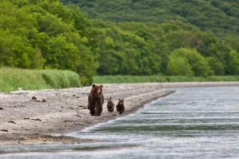 Bear with bear cubs Stock Photos