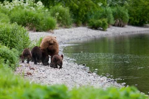 Bear with bear cubs Stock Photos