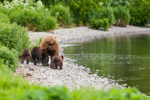 Bear with bear cubs Foto stock