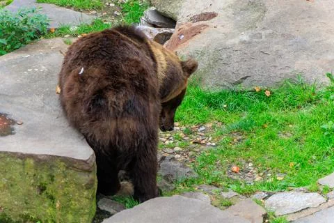 Bear at the bear moat of Cesky Krumlov Castle, Cesky Krumlov. Stock-Fotos