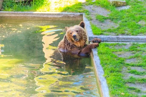 Bear in Bear Pit in Bern, Switzerland. Bear is a symbol of Bern city Stock Photos