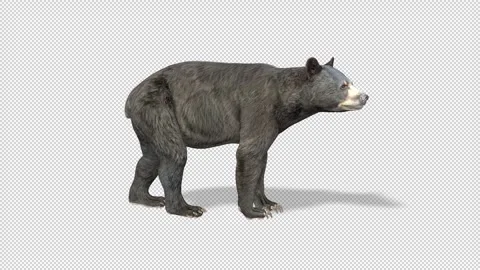 Bear behavior idle Stock Footage 321067870