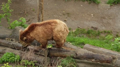 A Bear in Bern Vídeo Stock 76263828