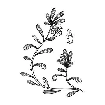 Bear berry plant with leaf, isolated on white drawing, vector illustration. Stock Illustration