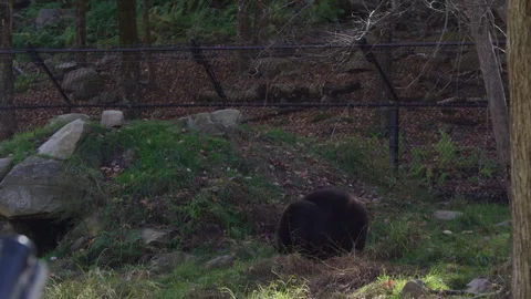 Bear beside burrow cave in autumn Stock Footage 294418668