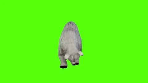 Bear Bite Attack Green Screen Animation 4K Rendering Stock Footage 295557438