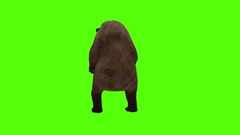 Bear Bite Green Sccreen Animation 4k Rendering Stock Footage 296263042