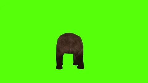 Bear Bite Green Sccreen Animation 4k Rendering Stock Footage 296263059