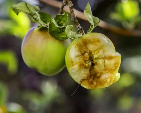 Bear bitten Apple Foto stock