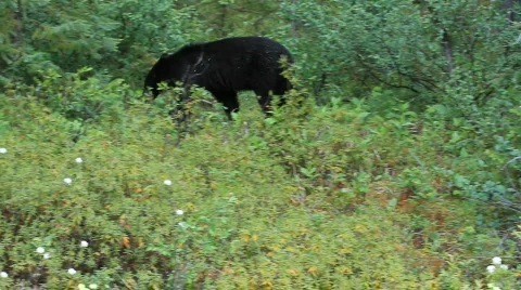 Bear black walking forest Alaskan forest mountain P HD 1302 Stock Footage