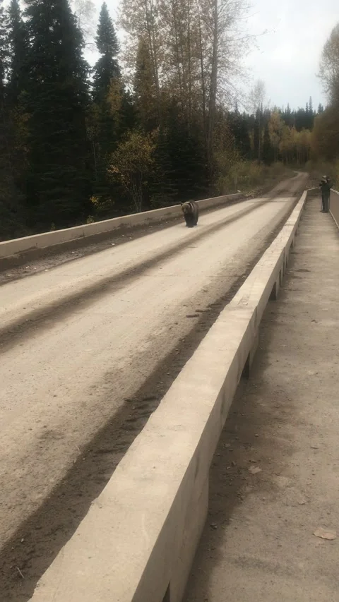 Bear Bluff Charges Fishermen while Crossing Bridge, Babine River/B.C./Canada - 3 Stock Footage 205323894