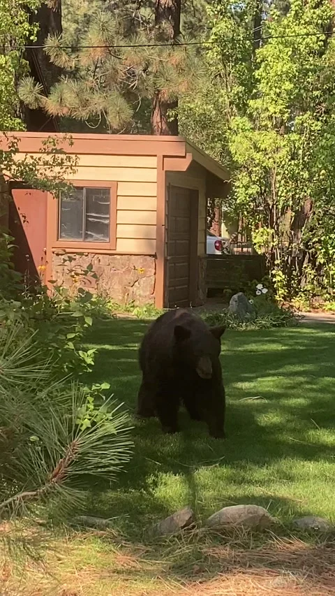 Bear Bluff Charges Man in Yard, South Lake Tahoe, California, USA - 25 Sep 2021 Stock Footage 205403204