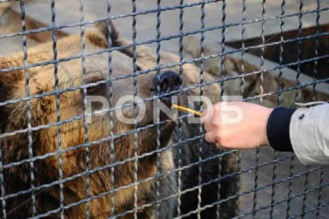 Bear in bondage Stock Photos