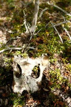Bear bones in Yukon Fotos Stock