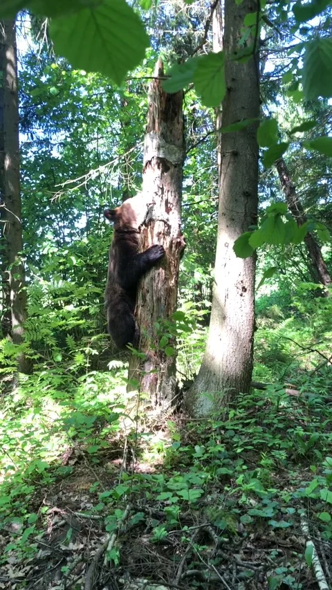 Bear breaking trees Video stock 144214499