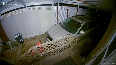 Bear Breaks Into Bear-Proof Trash Can, South Lake Tahoe, California, USA - 26 Ju Video stock 205155442