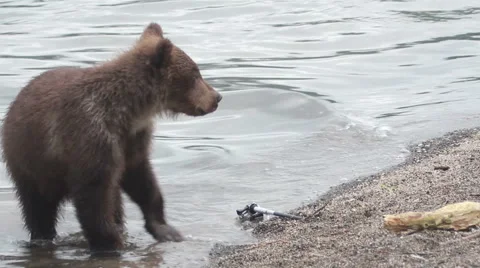 Bear breaks camcorder Видео 42035642