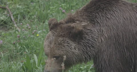 Bear, Brown Bear Stock Footage 156041908